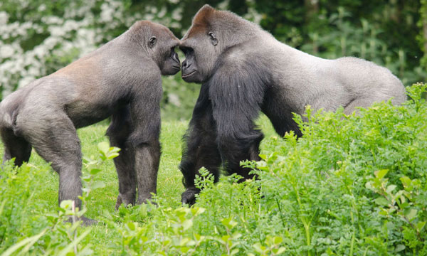 Paignton Zoo photograph by Ray Wiltshire