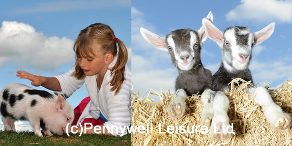 Pennywell Farm