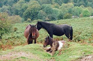 Dartmoor ponies